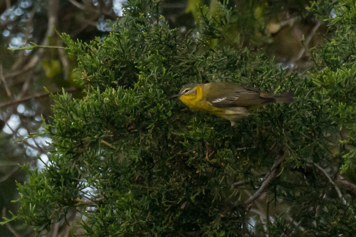 Cape May Warbler - ML618161143