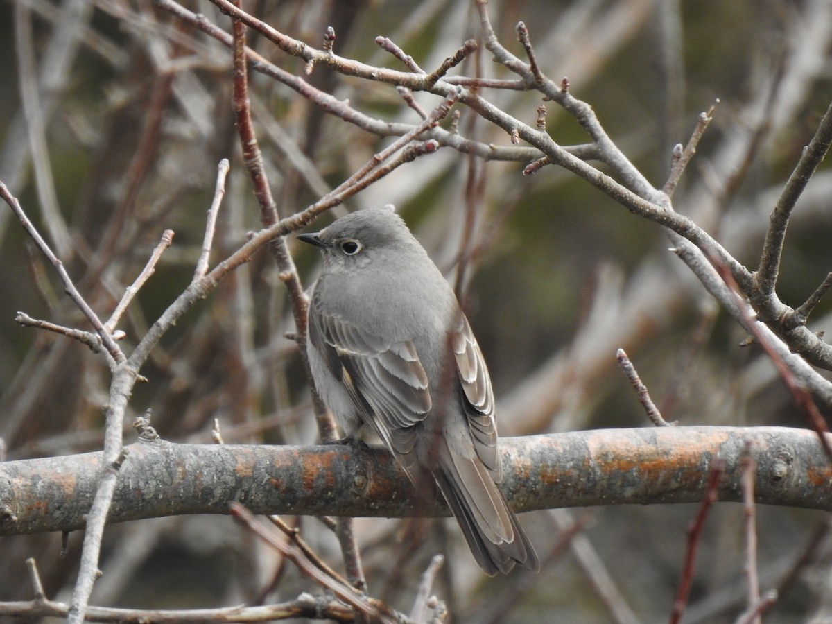 Townsend's Solitaire - ML618161171