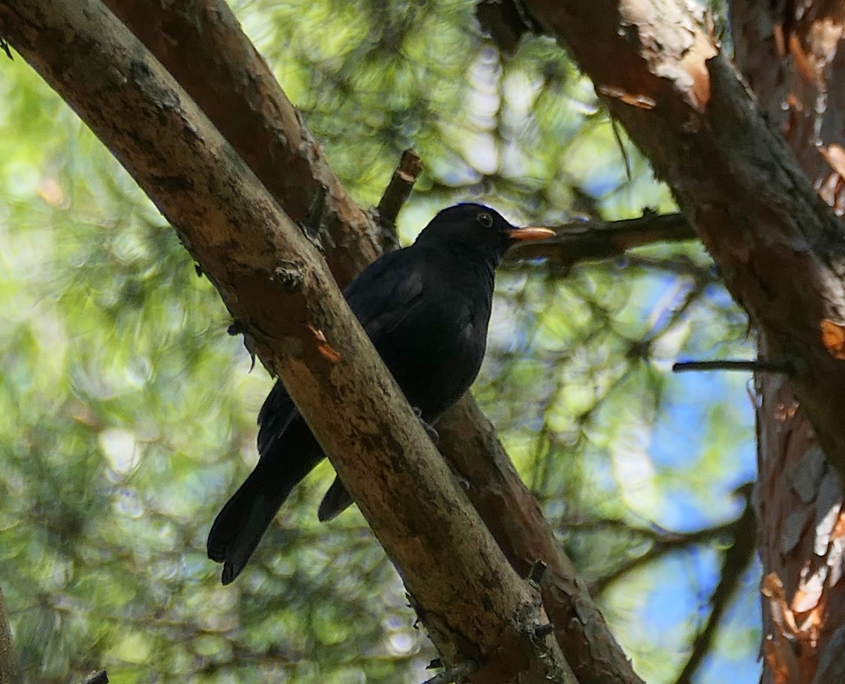 Eurasian Blackbird - ML618161181