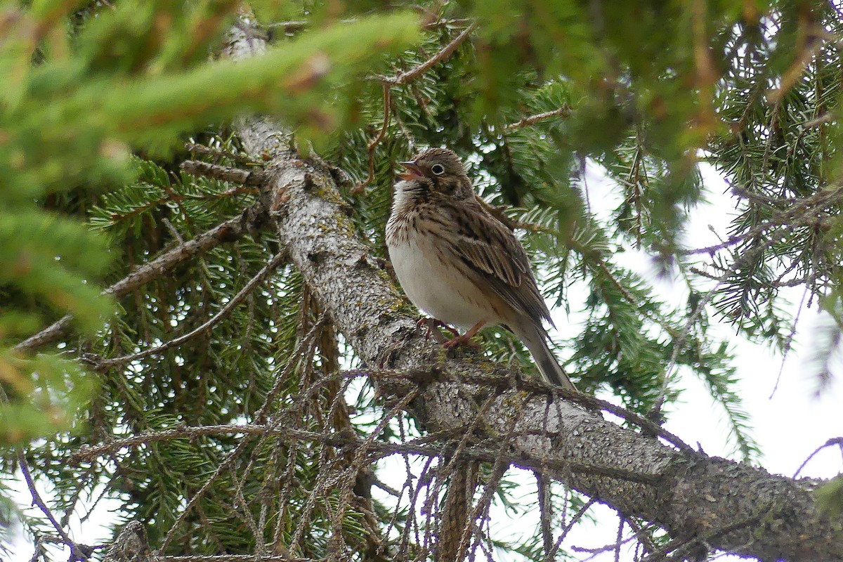 Vesper Sparrow - Jean Roy
