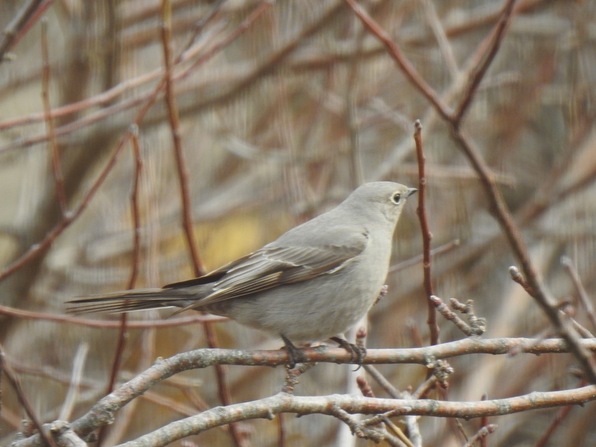 Townsend's Solitaire - ML618161229