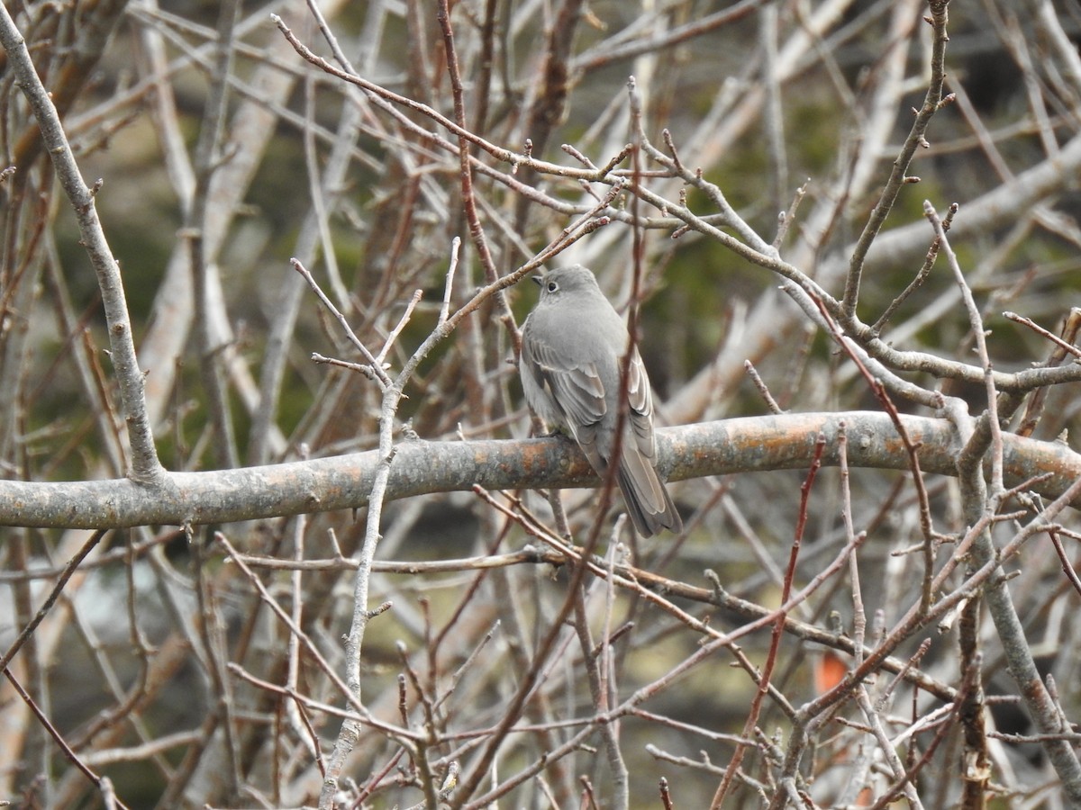 Townsend's Solitaire - ML618161230