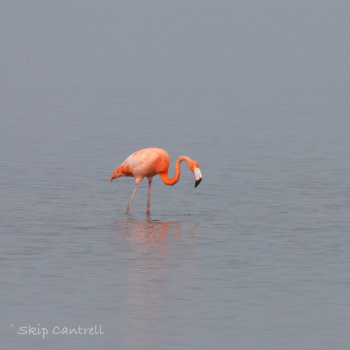 American Flamingo - ML618161237