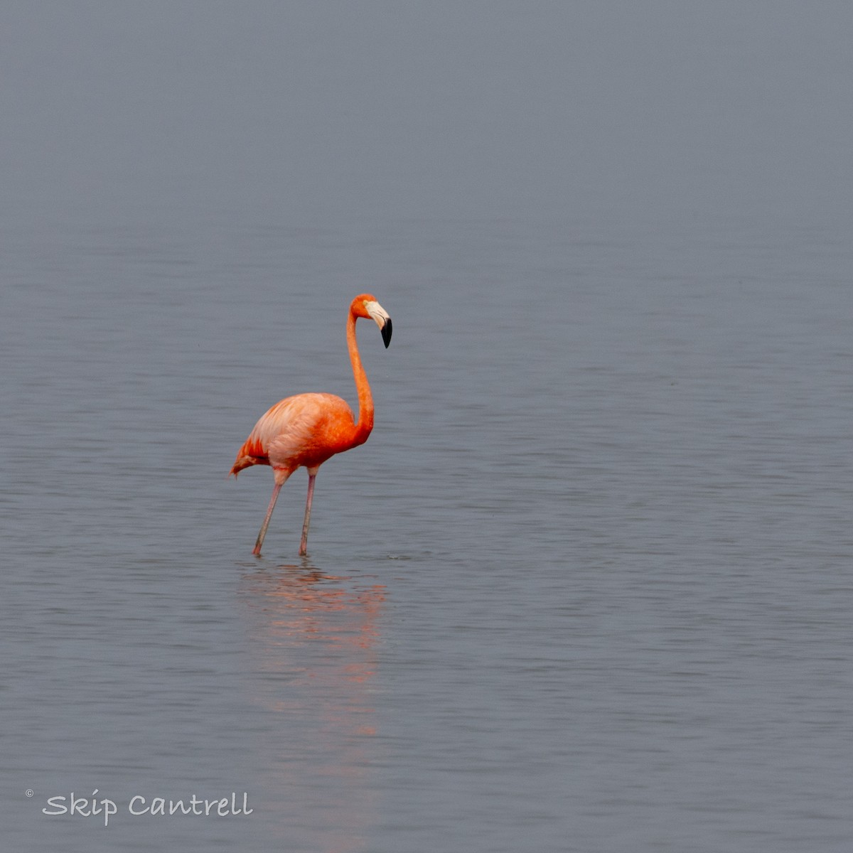 American Flamingo - ML618161238