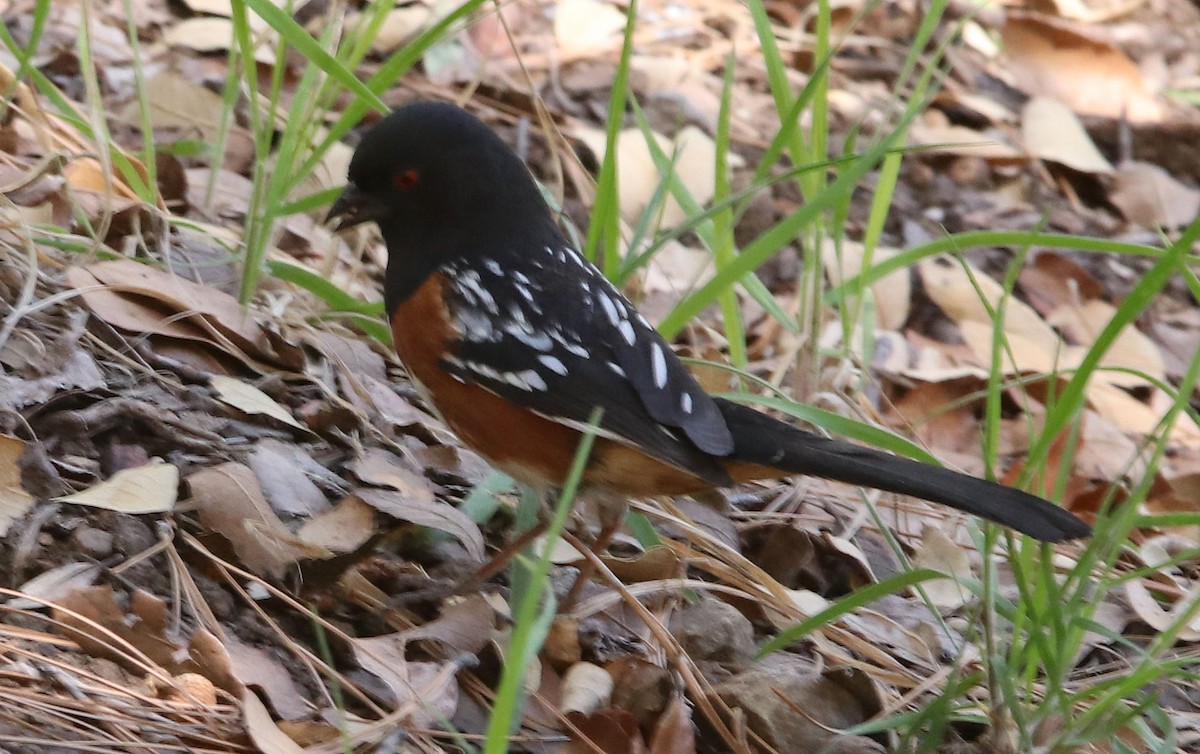 Spotted Towhee - ML618161265