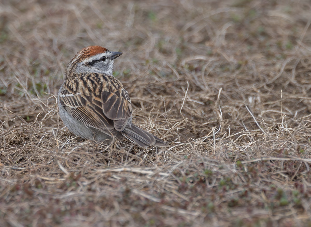 Chipping Sparrow - ML618161283