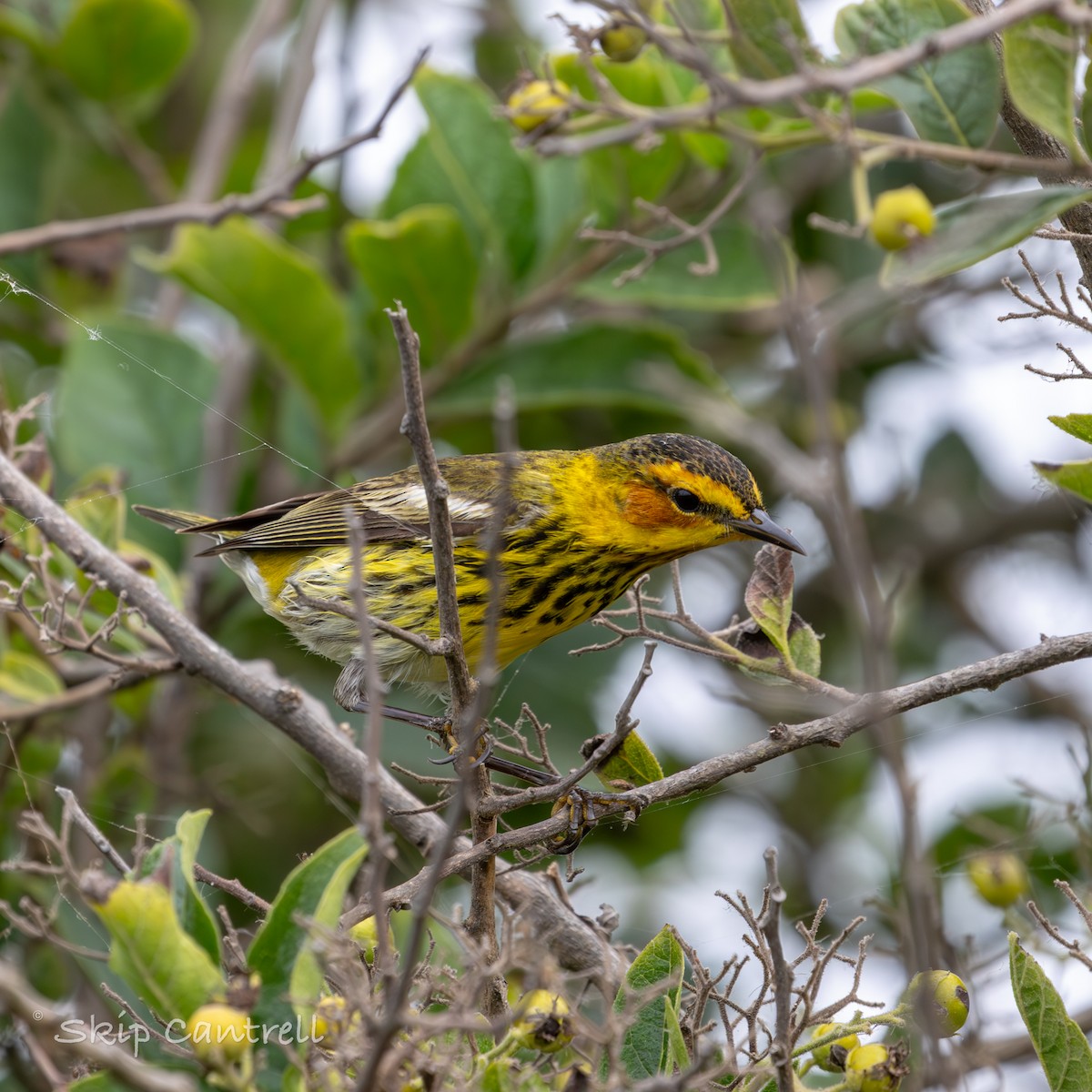 Cape May Warbler - ML618161310