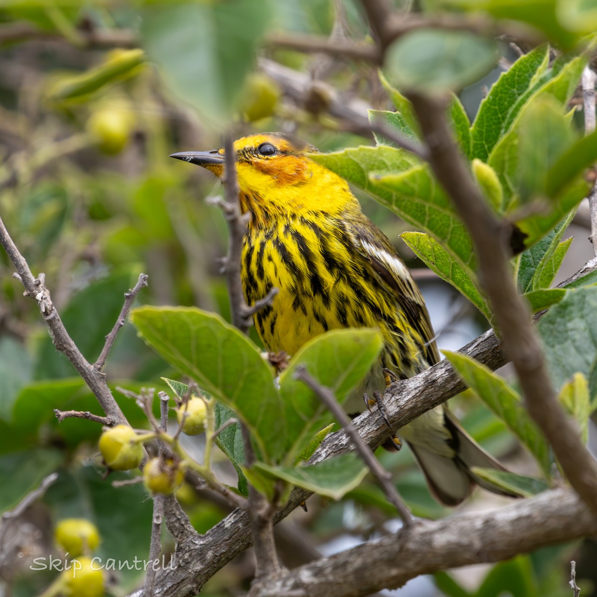 Cape May Warbler - ML618161311