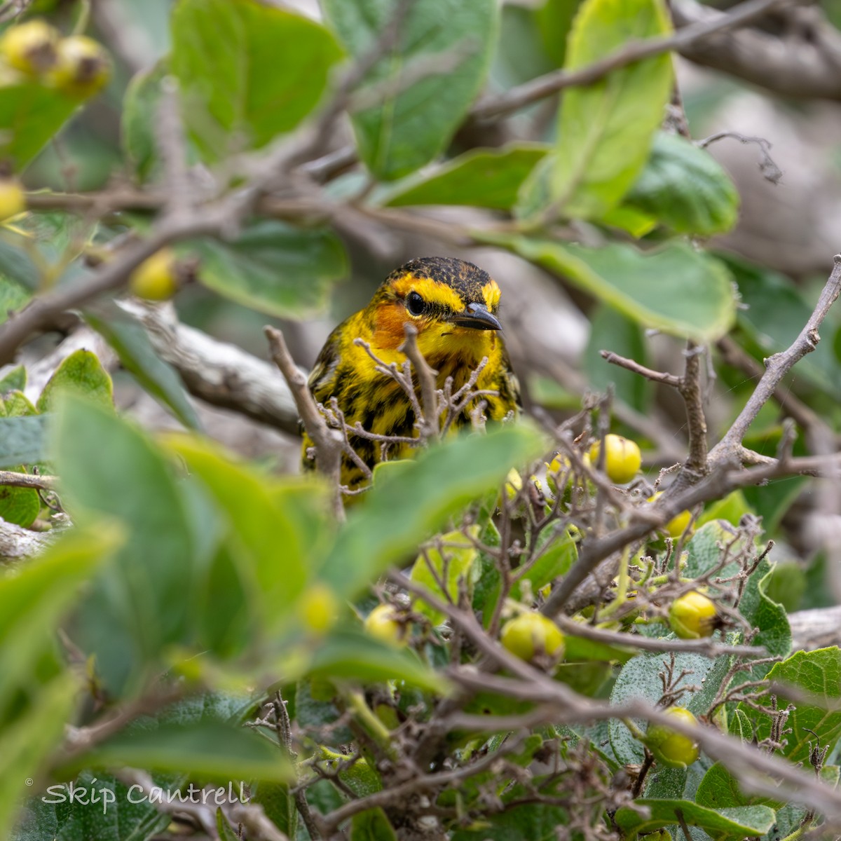 Cape May Warbler - ML618161312