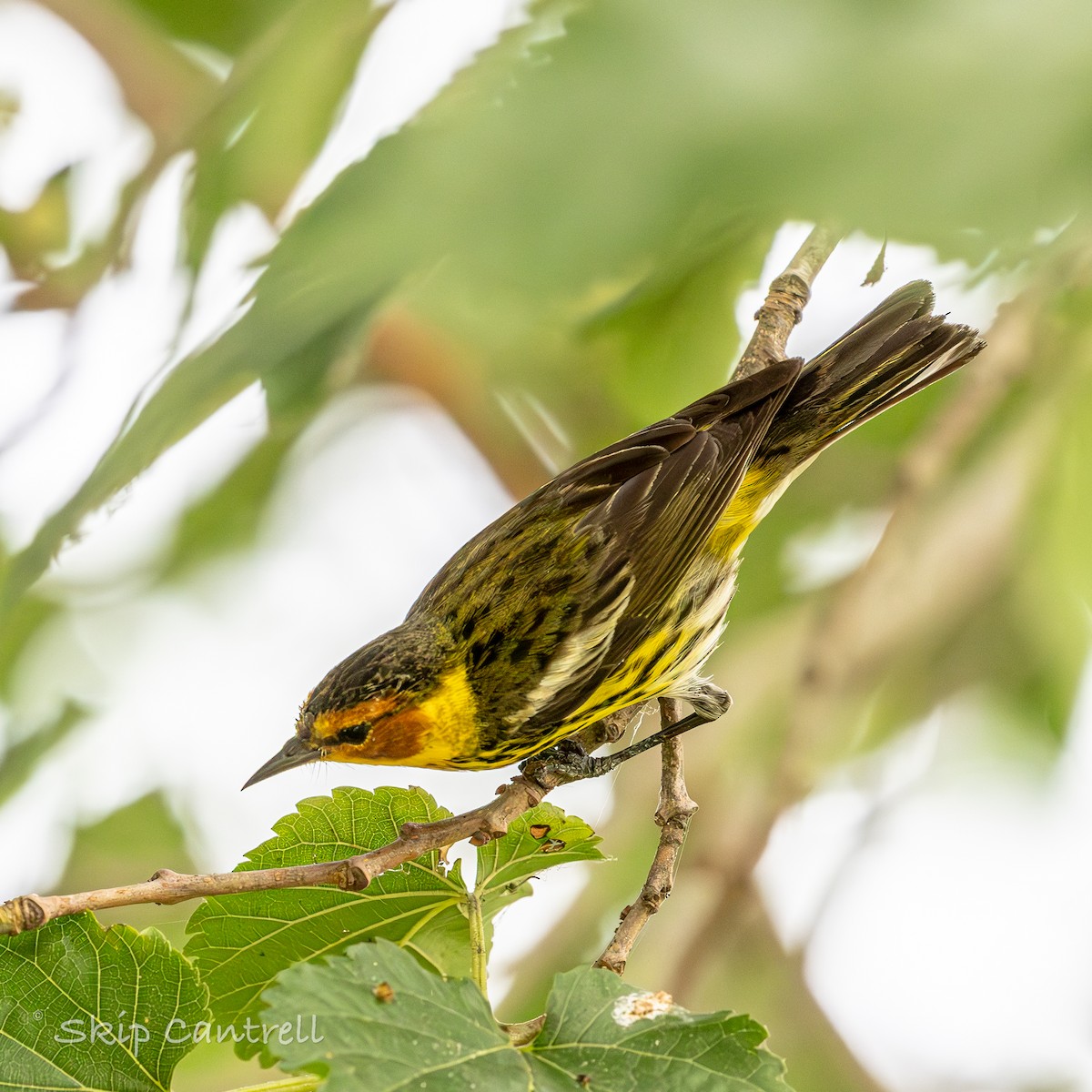 Cape May Warbler - ML618161313