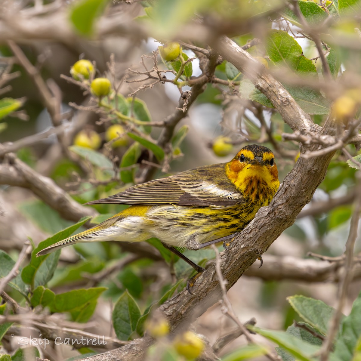 Cape May Warbler - Skip Cantrell