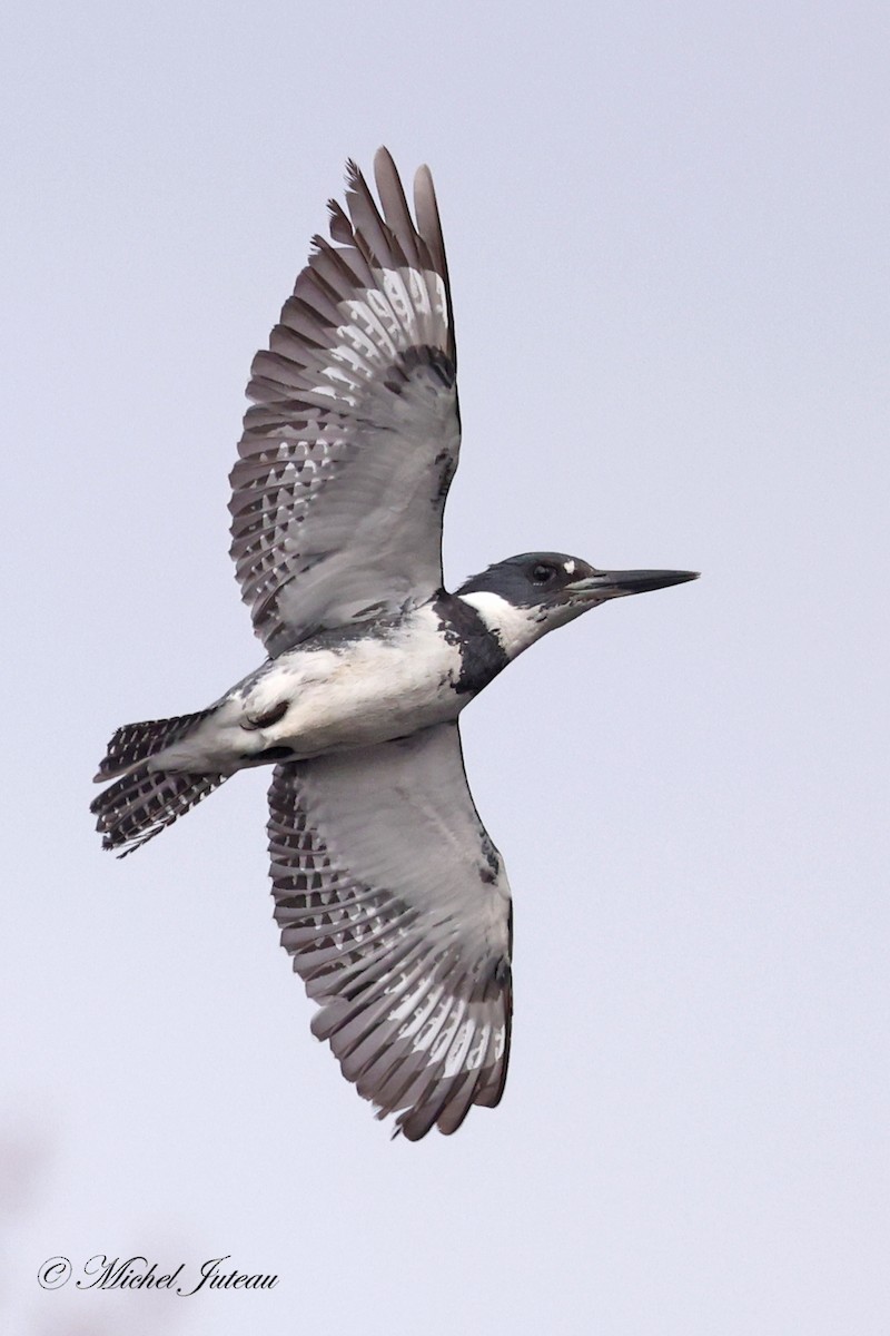 Belted Kingfisher - ML618161330