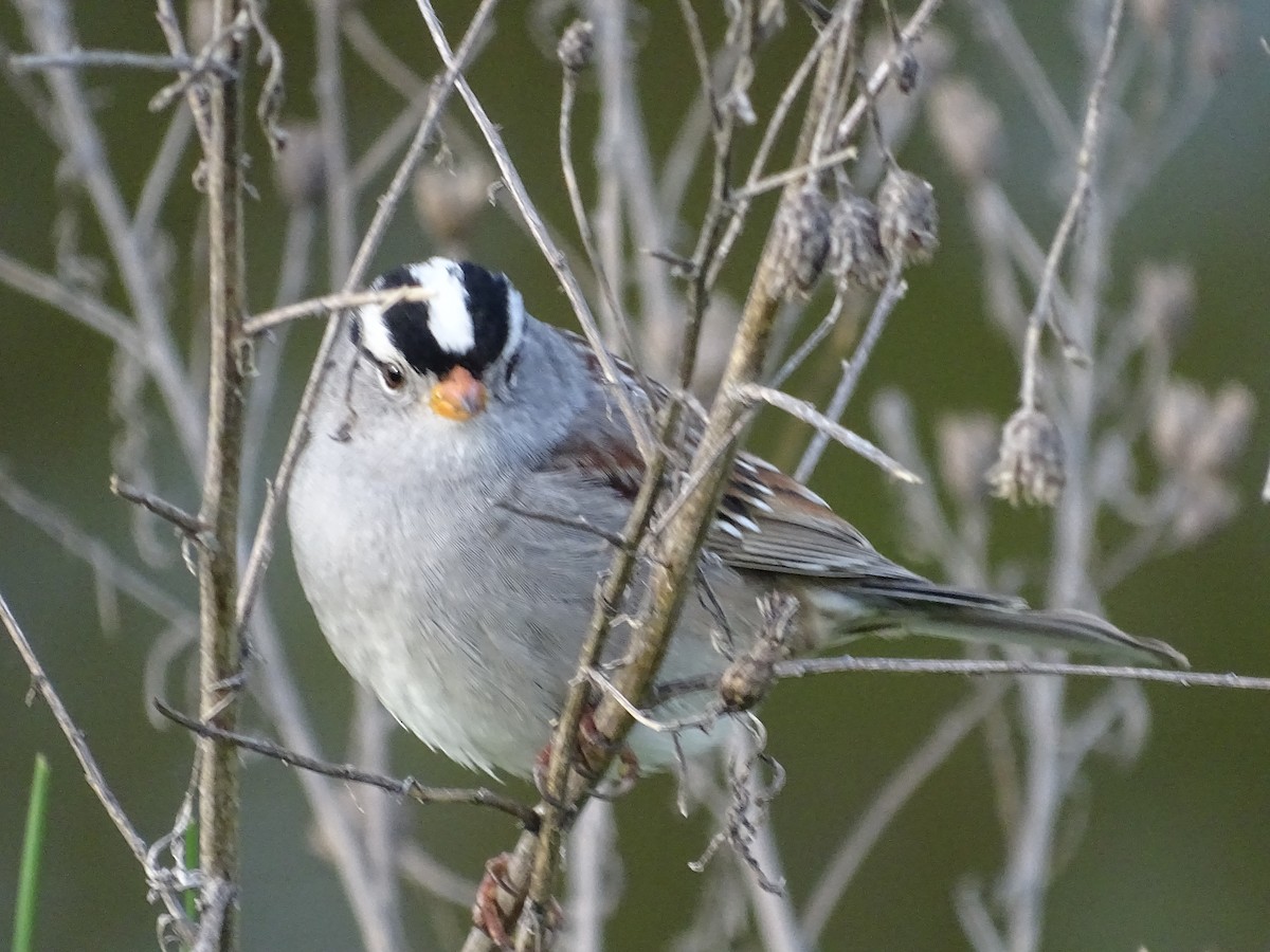 White-crowned Sparrow - ML618161352