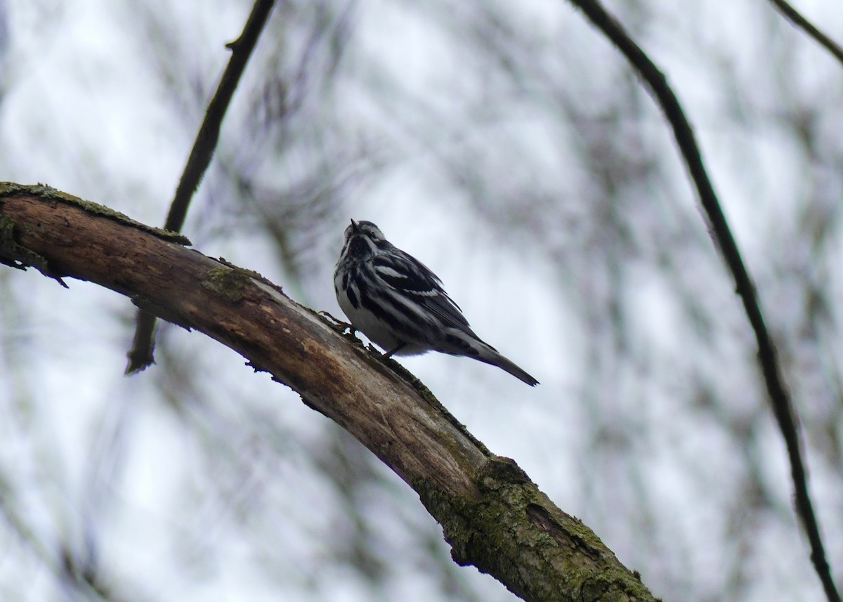 Black-and-white Warbler - ML618161360
