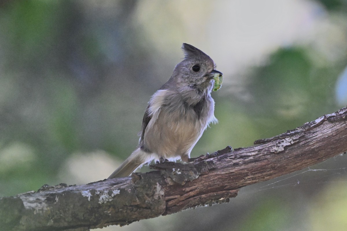 Oak Titmouse - Shasta Birding Society