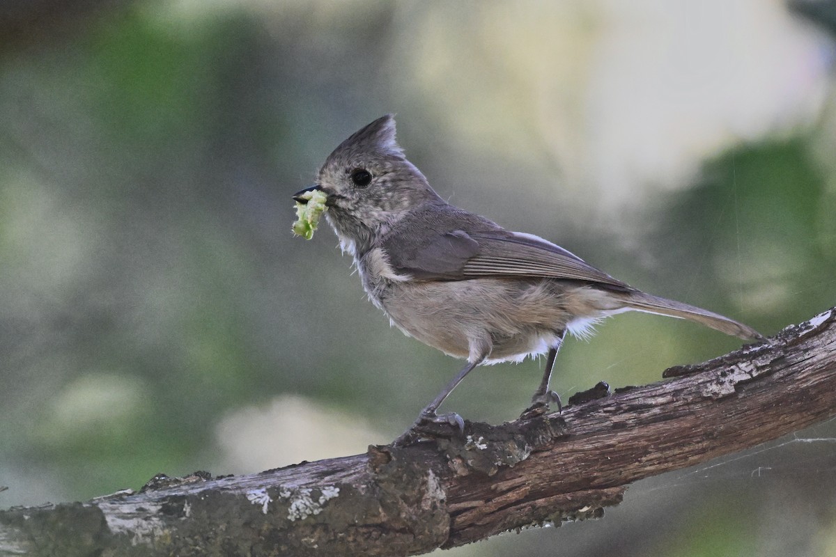 Oak Titmouse - Shasta Birding Society