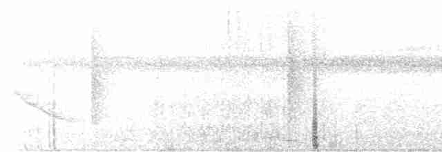 hvitskjeggmanakin - ML618161373