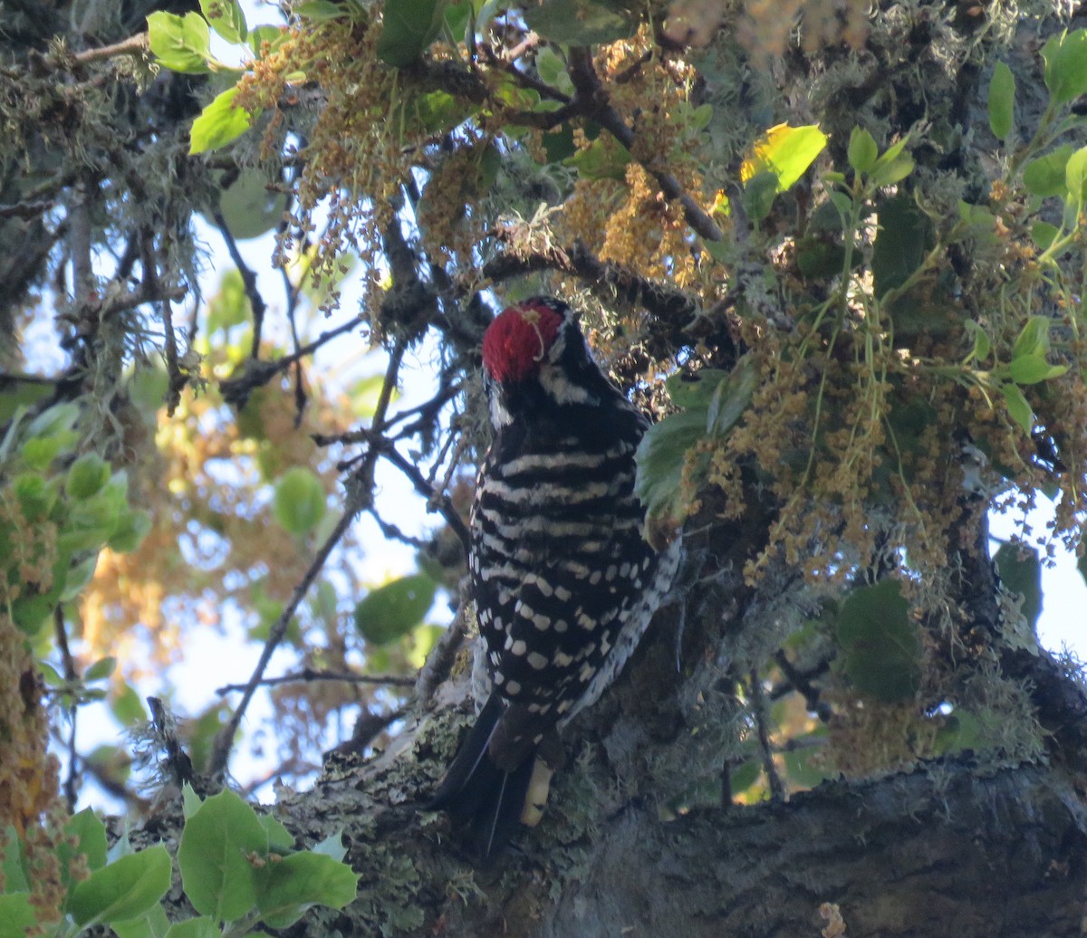 Nuttall's Woodpecker - ML618161390