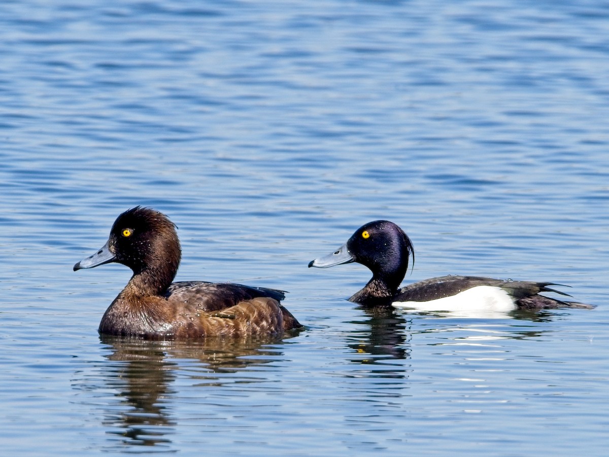 Tufted Duck - ML618161405