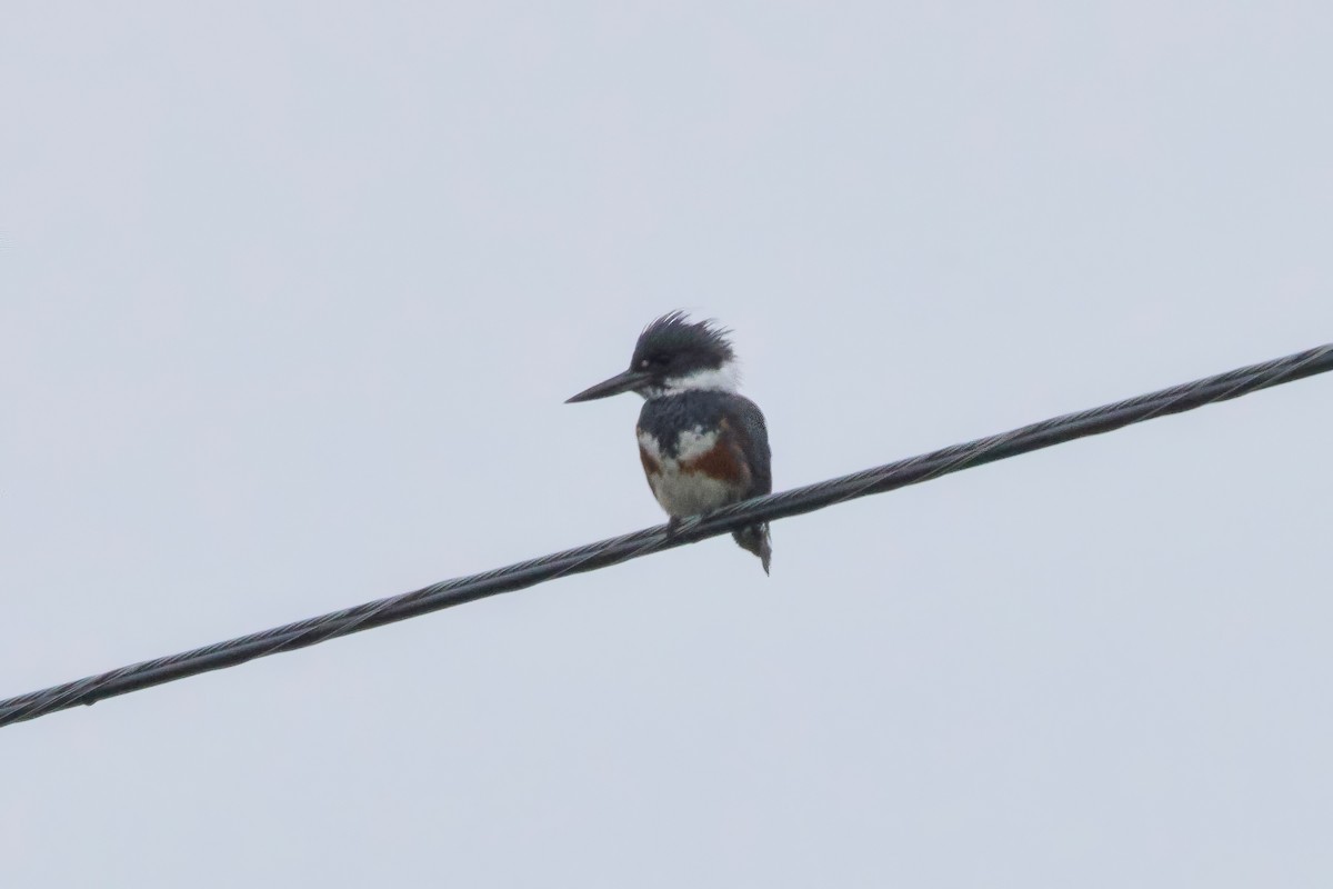 Belted Kingfisher - Stan Lilley