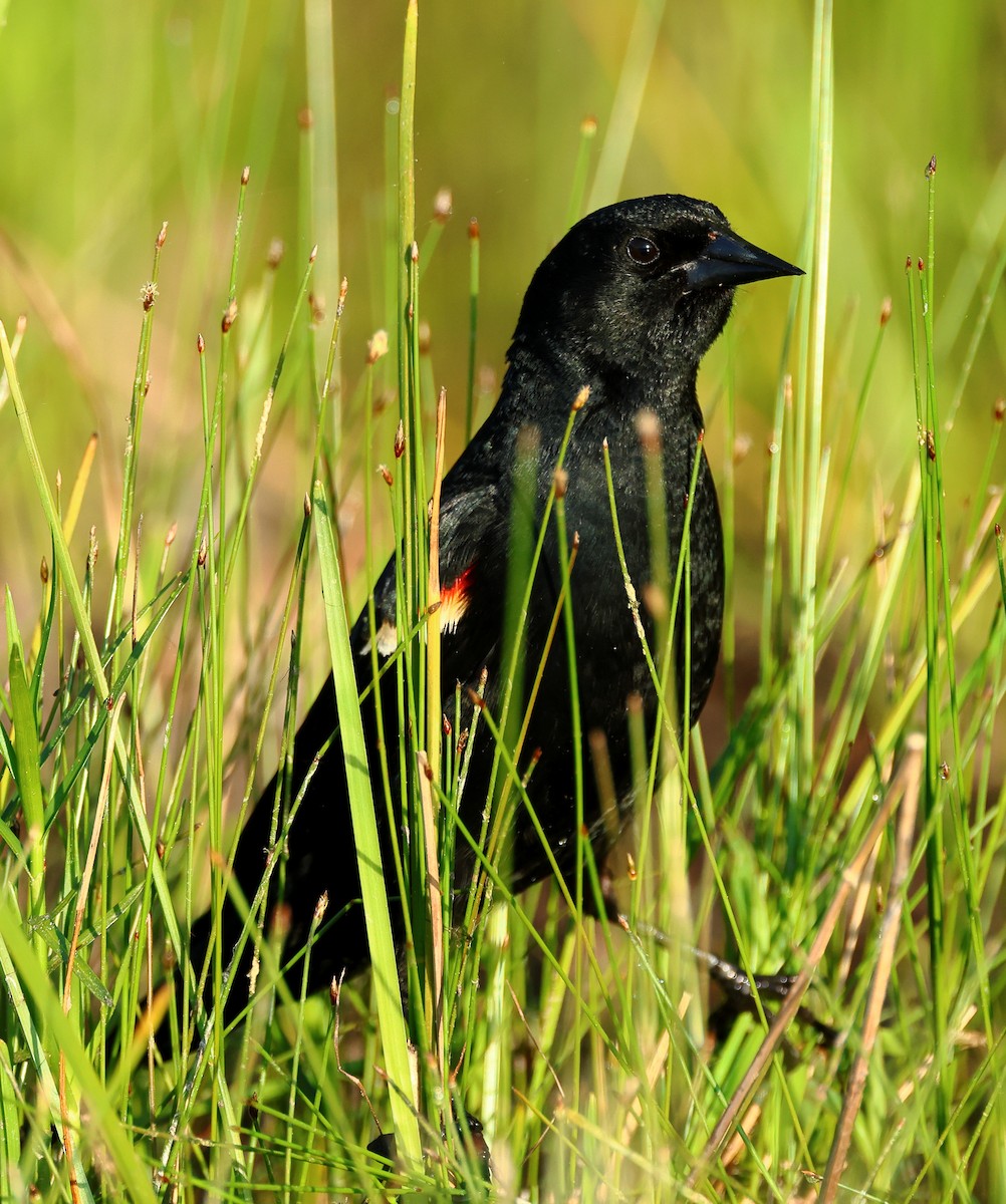 Red-winged Blackbird - Nik Teichmann
