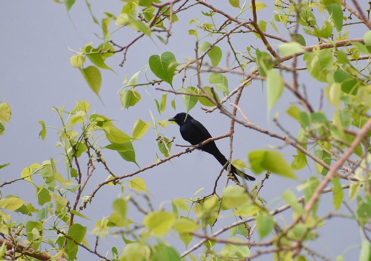 Black Drongo - Anand Birdlife