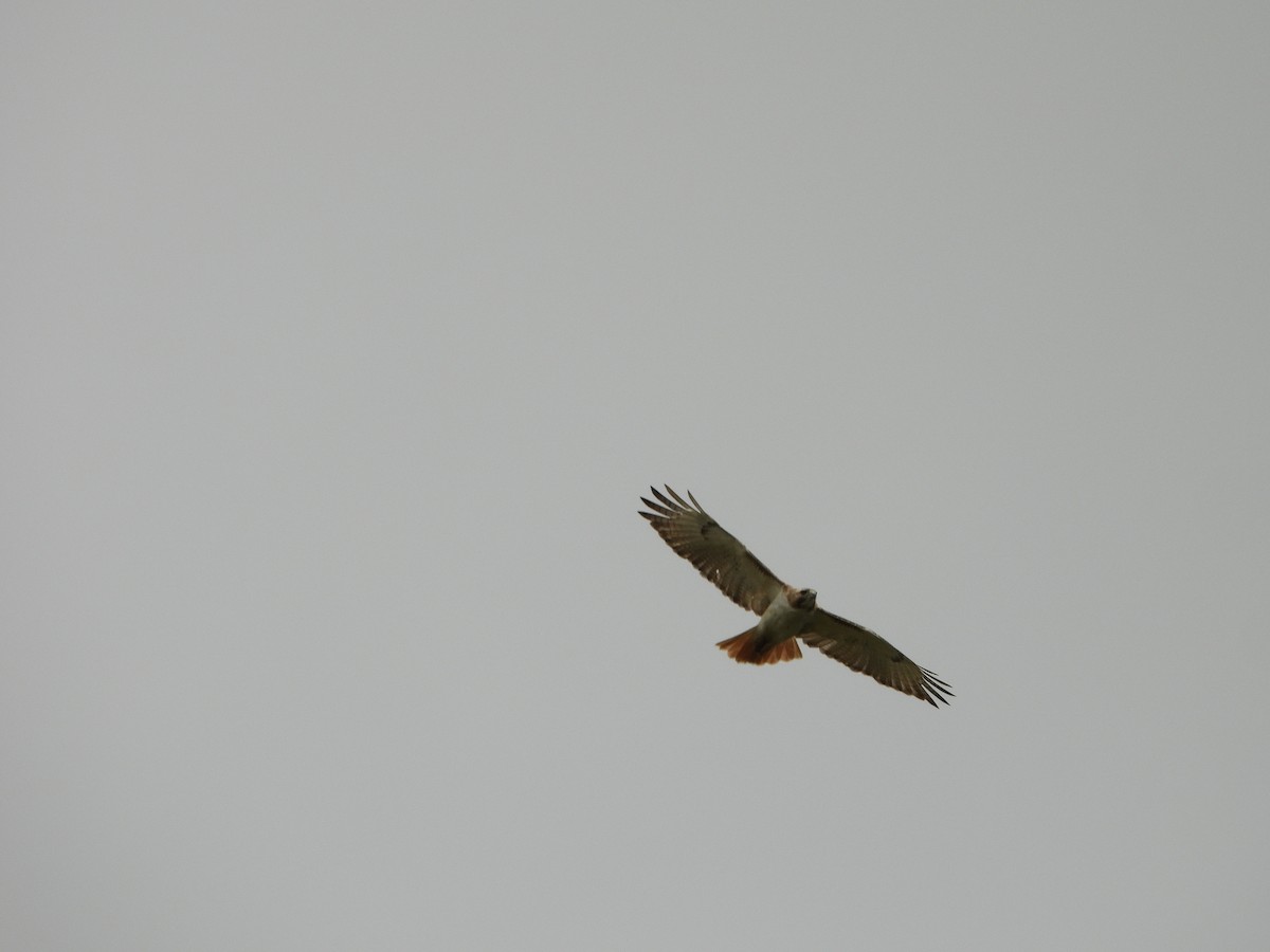 Red-tailed Hawk - Dan Meyer