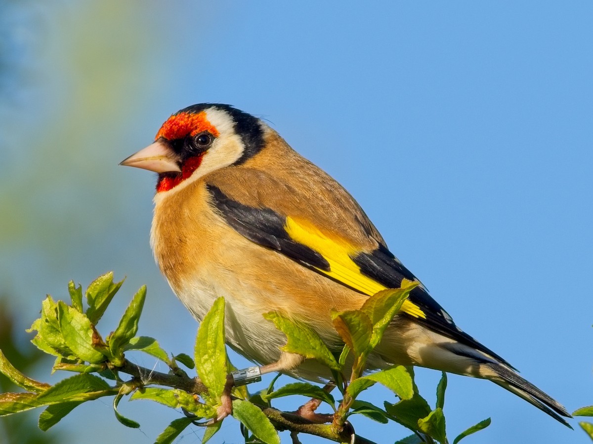 European Goldfinch - Dan Brown