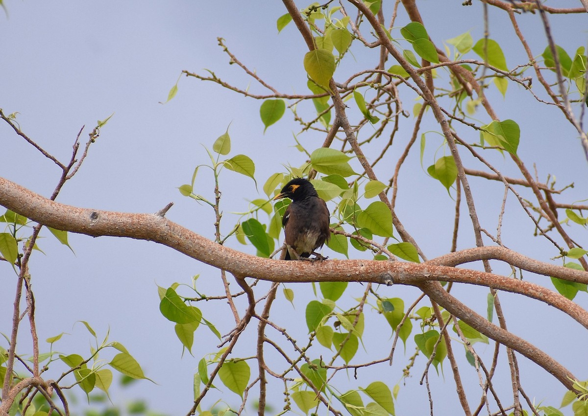 Common Myna - Anand Birdlife