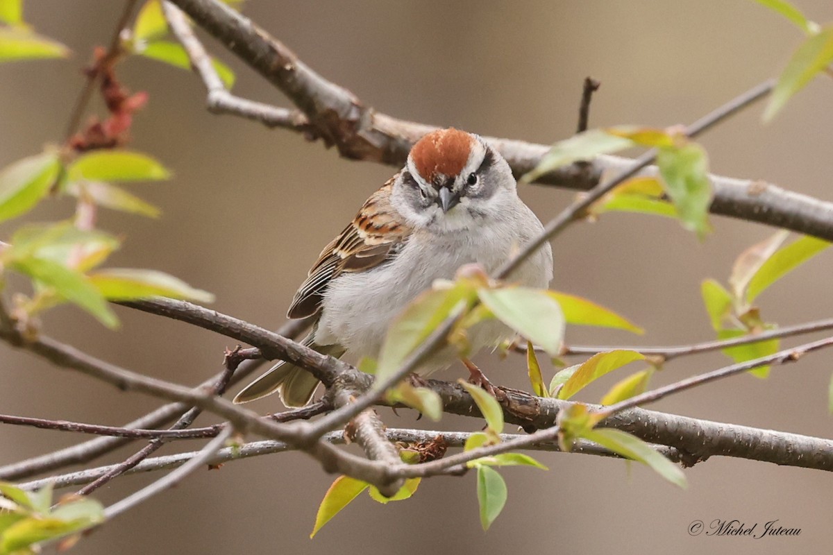 Chipping Sparrow - ML618161551