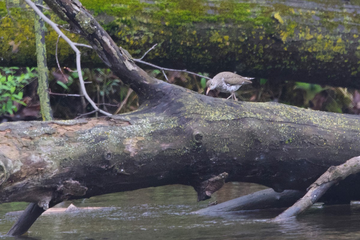 Spotted Sandpiper - Stan Lilley