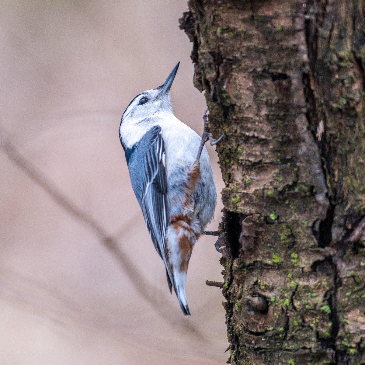 White-breasted Nuthatch - ML618161575