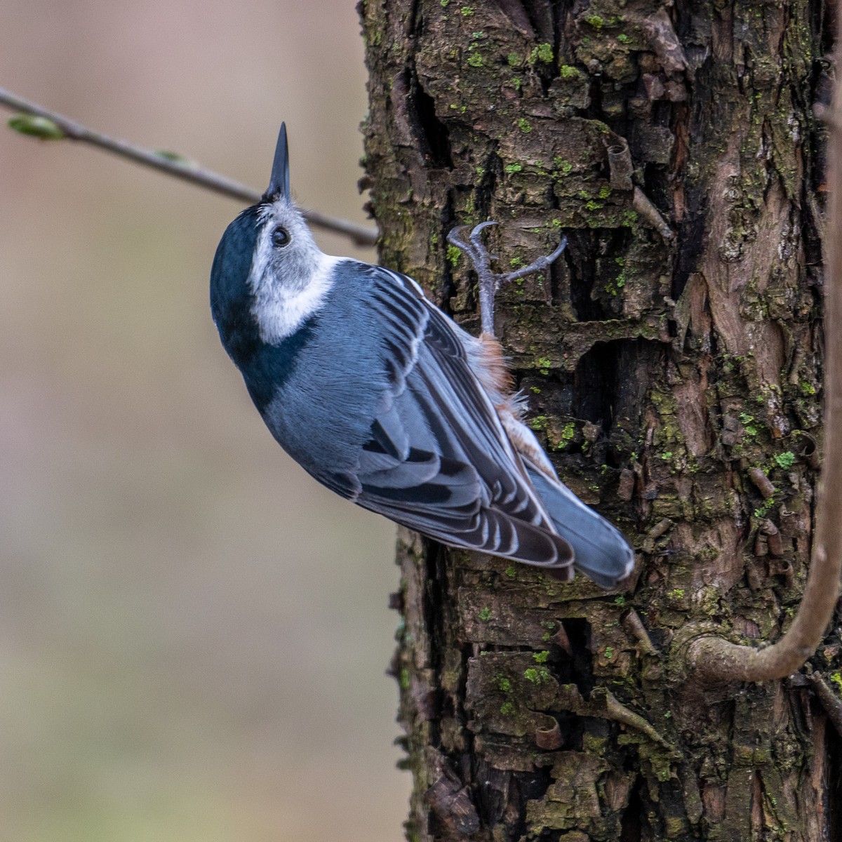 White-breasted Nuthatch - Alex G.