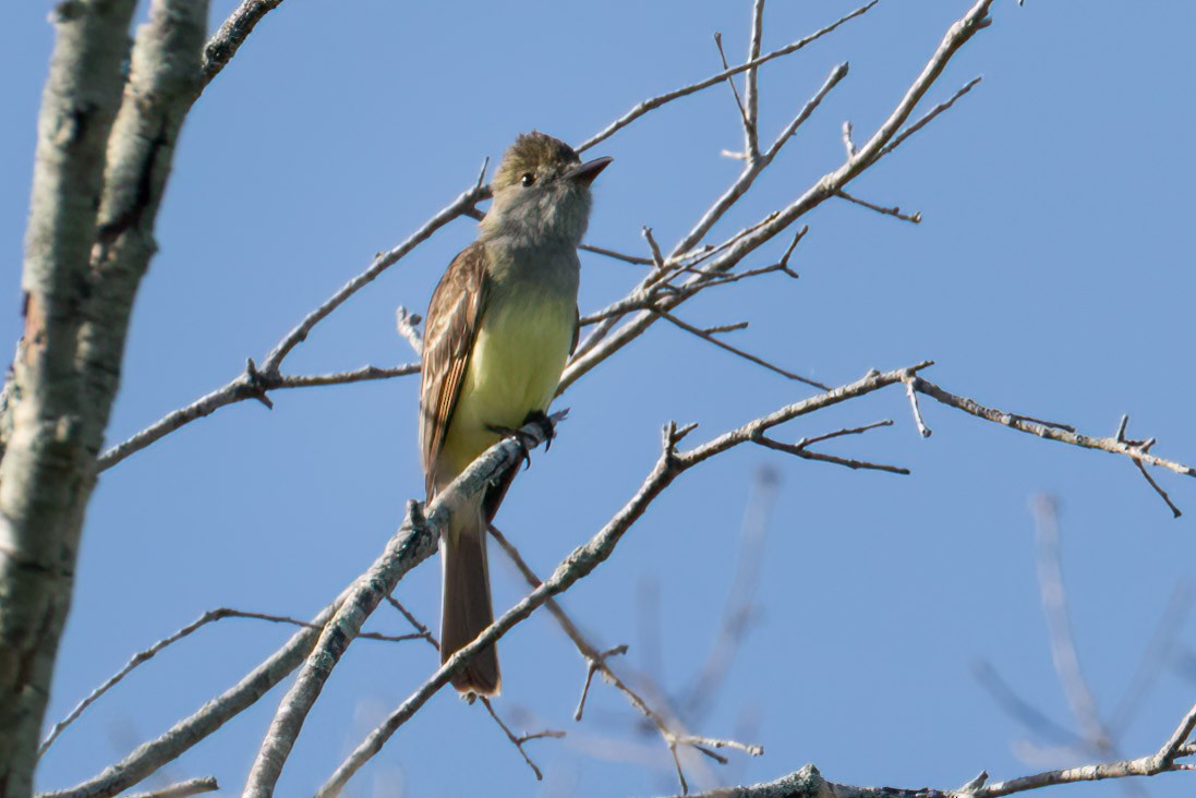 Great Crested Flycatcher - ML618161622