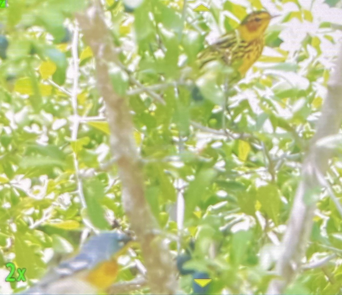 Cape May Warbler - ML618161627