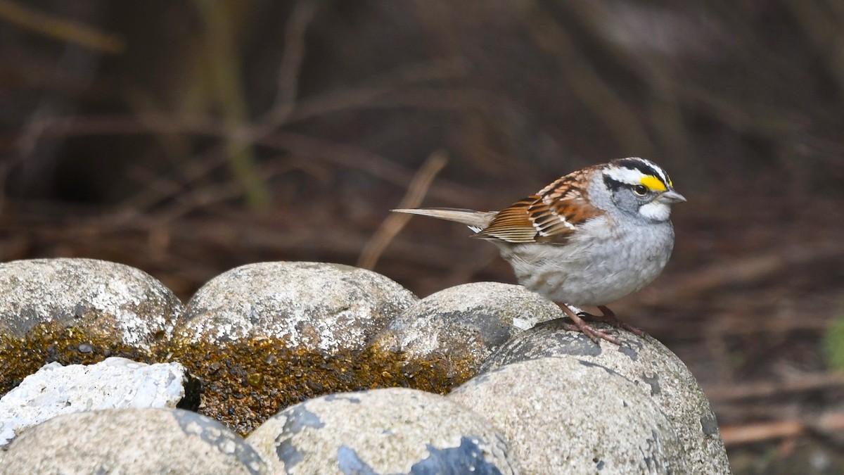 White-throated Sparrow - ML618161636