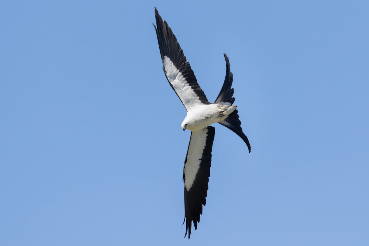 Swallow-tailed Kite - ML618161642