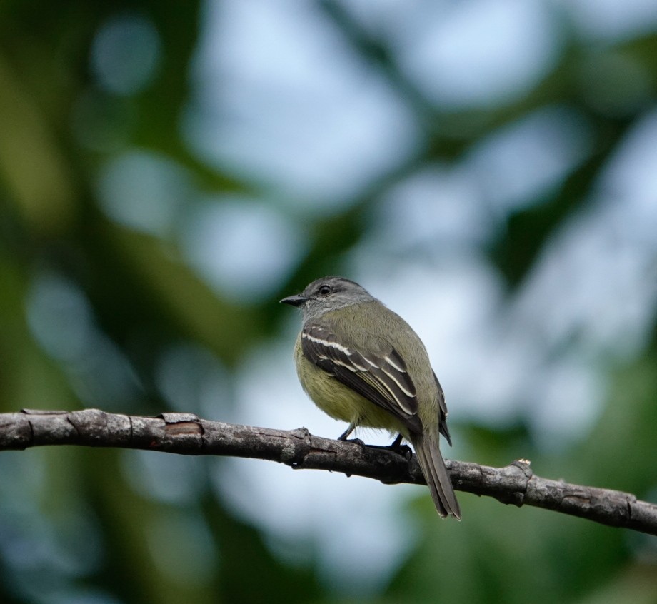 Yellow-crowned Tyrannulet - ML618161652