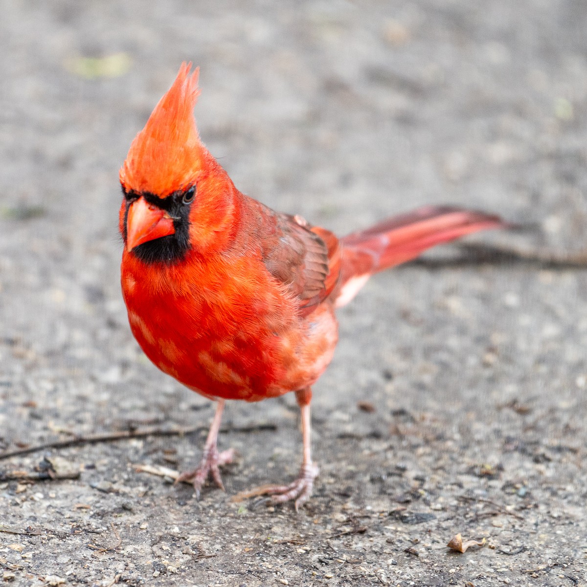 Cardinal rouge - ML618161661