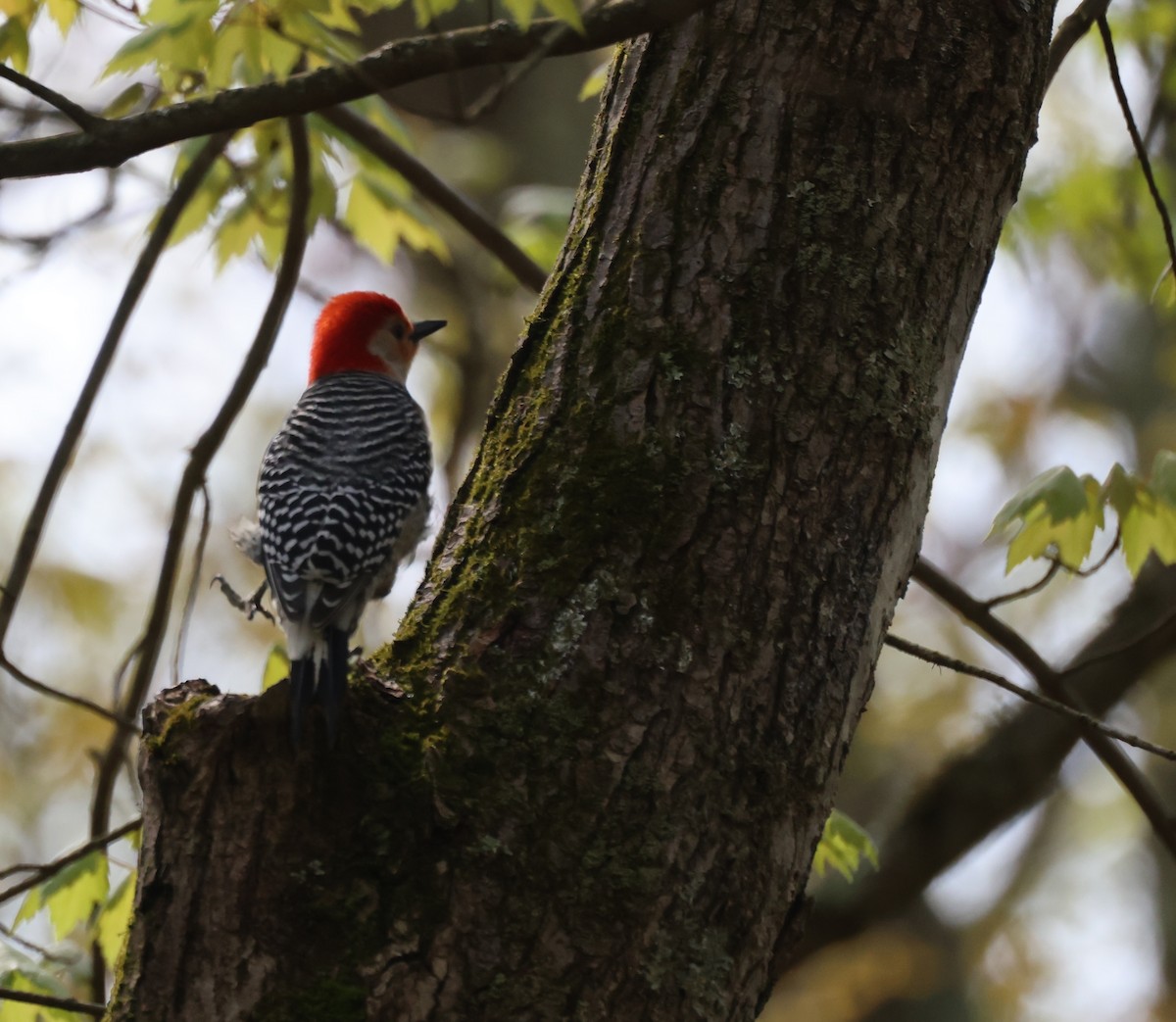 Red-bellied Woodpecker - ML618161686
