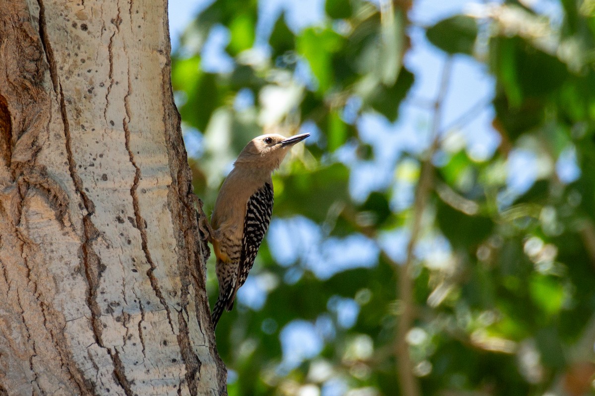 Gila Woodpecker - ML618161694