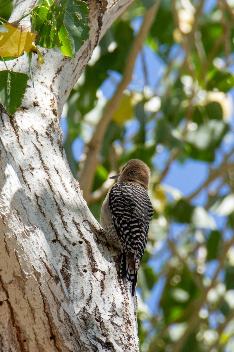 Gila Woodpecker - ML618161696