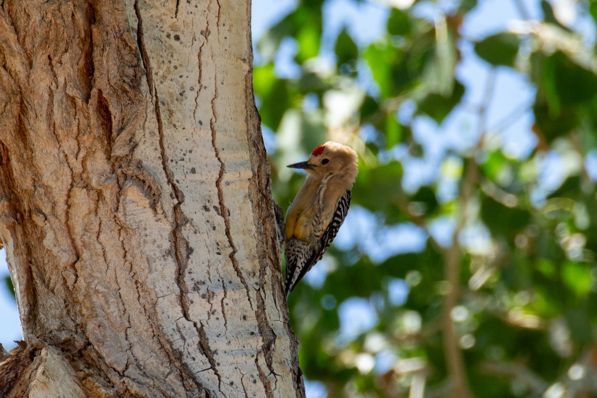 Gila Woodpecker - ML618161697
