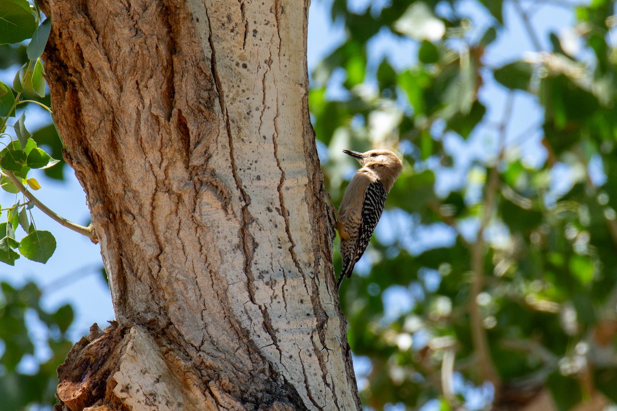 Gila Woodpecker - ML618161698