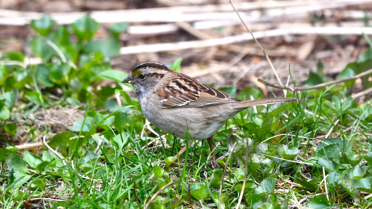 White-throated Sparrow - Bob Baker