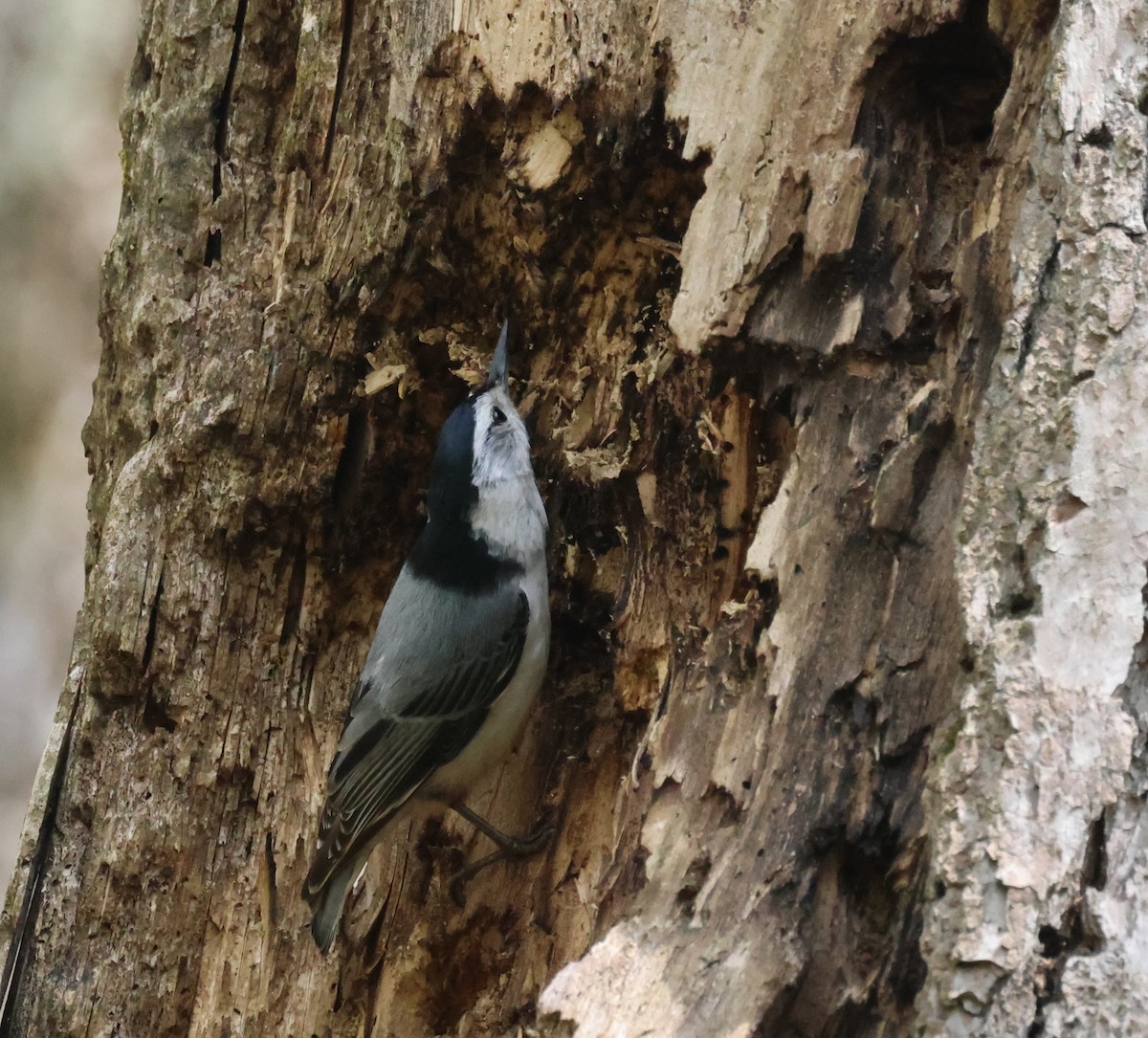 White-breasted Nuthatch - ML618161709