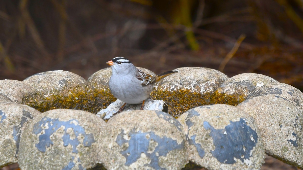 White-crowned Sparrow - Bob Baker