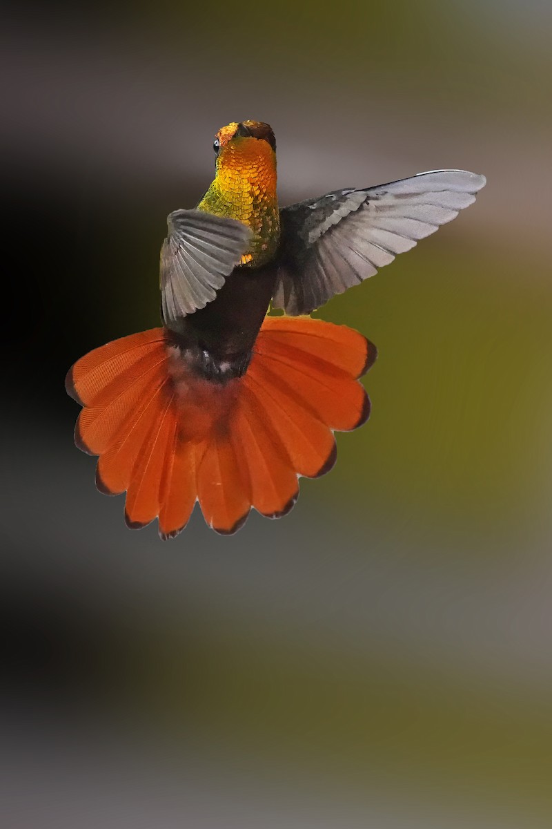 Ruby-topaz Hummingbird - ML618161733