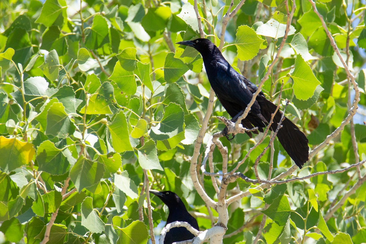 Great-tailed Grackle - ML618161749