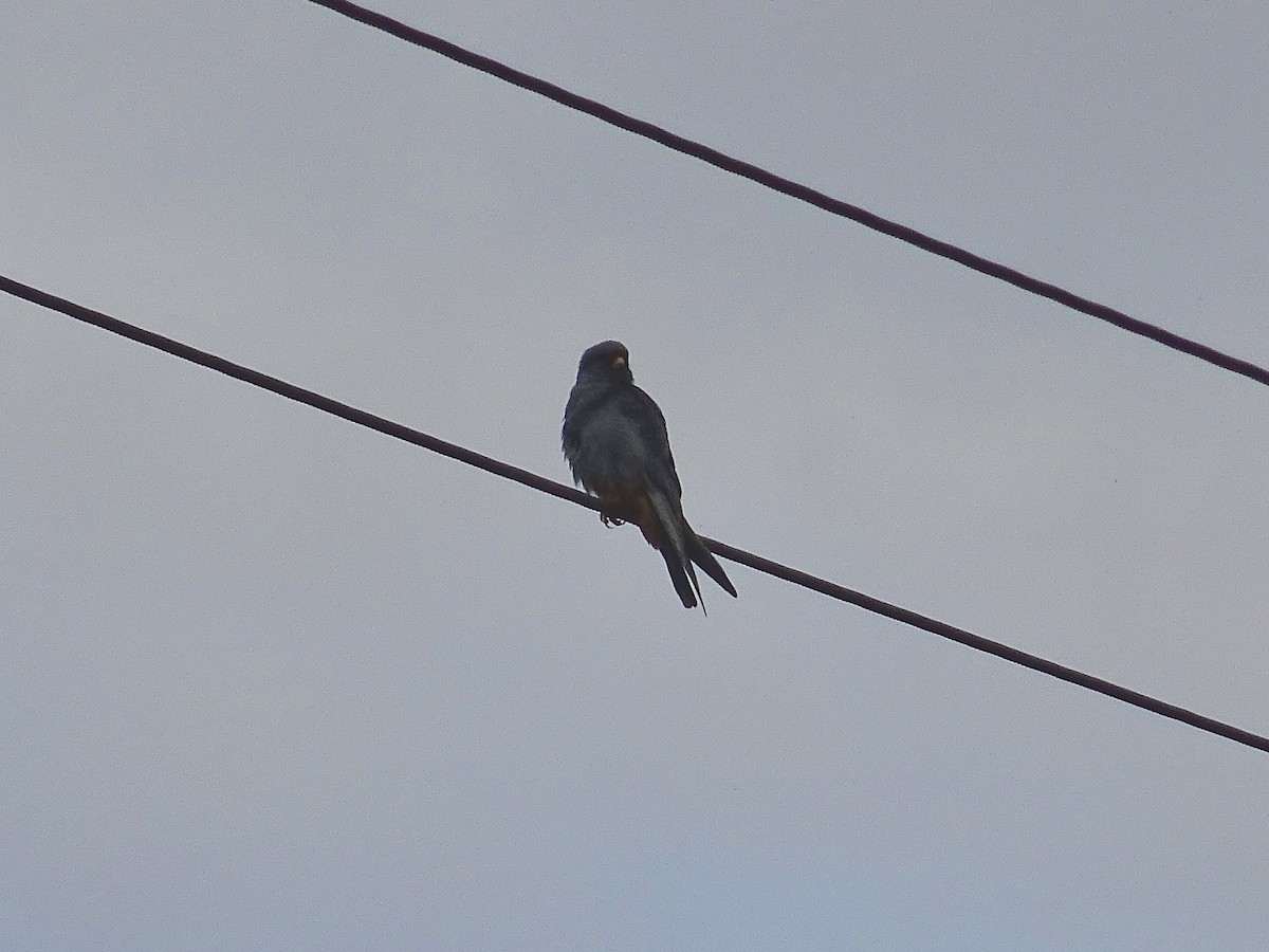 Red-footed Falcon - ML618161795